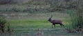 Sitatunga